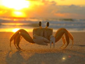 A small ocypode crab stands on a beach with the sunset behind it.